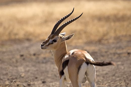 Thomson’s Gazelle Facts - Speed, Habitat, Diet & More