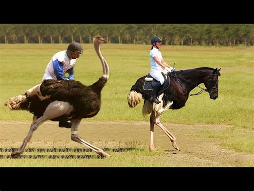 10 Of The Most Unusual Sports Around The World