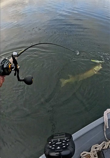 Huge Musky Eats Lure | Monster Musky vs Savage Gear Whitefish