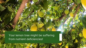 16oz Lemon Tree Fertilizer - Makes 16 Gallons of 2-in-1 Liquid Fertilizer, 4-3-6 NPK Liquid Plant Food with Macronutrients + Micronutrients for Lush Growth, Stronger Roots, and Juicy Lemons