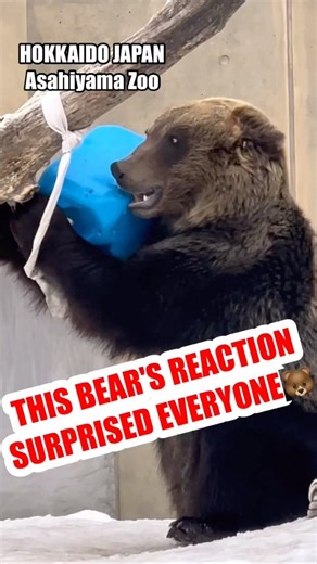 What this bear did next is adorable! 🐻😱