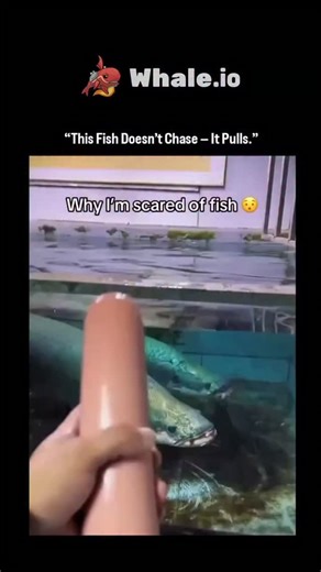 Inflyta on Instagram: "The instagram reel of the arapaima carries a name as old as the rivers it rules. One of the planet's biggest freshwater predators, it can grow longer than 3 meters, wrapped in armor-like scales strong enough to resist piranha attacks. It drifts through the water almost unnoticed, calm and slow, until the moment it decides to hunt. When prey comes close, there's no chase - just a sudden opening of its massive mouth, creating a vacuum that drags anything nearby straight insi