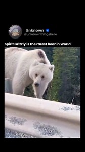 The spirit grizzly, often called the "spirit bear" or Kermode bear, is considered one of the rarest bears in the world. Found mainly in the rainforests of British Columbia, Canada, this bear is not a separate species but rather a rare subspecies of the American black bear with a unique genetic trait that gives it a white or cream-colored coat. Only about 10% of the population carries this special gene, making encounters with them extremely rare. These bears are deeply respected in Indigenous cul