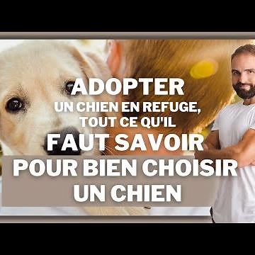 Adopting a dog from a shelter: everything you need to know to choose the right dog from an animal...