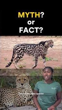 Myth vs. Fact: Cheetah