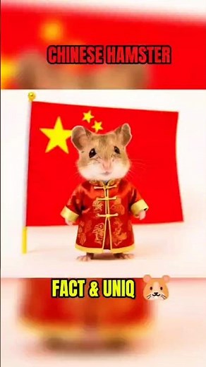 Chinese Hamster – Fast, Tiny & Unique! 🐹✨