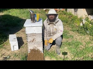 Building a Beekeeping Business from 6 Hives