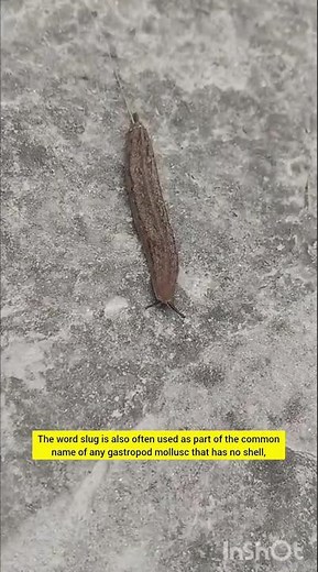 Slug /#insects #animals #biology #nature