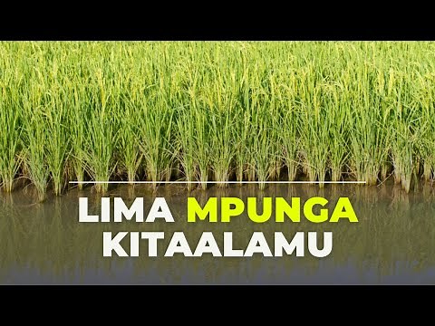 LIMA MPUNGA KITAALAM... (KILIMO CHA MPUNGA)