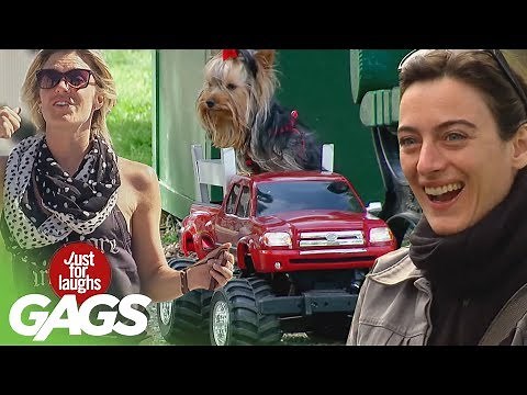 Best of Animal Pranks | Just For Laughs Compilation