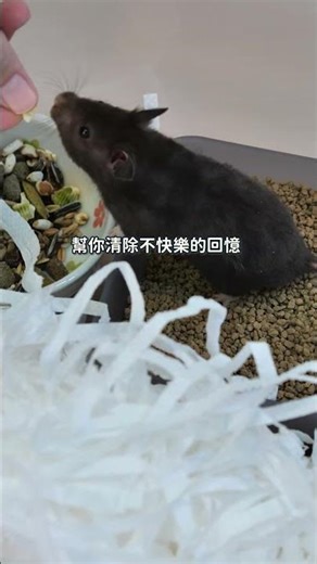 動物求你，如同你求蒼天，不要亂棄養寵物 #倉鼠 #救援
