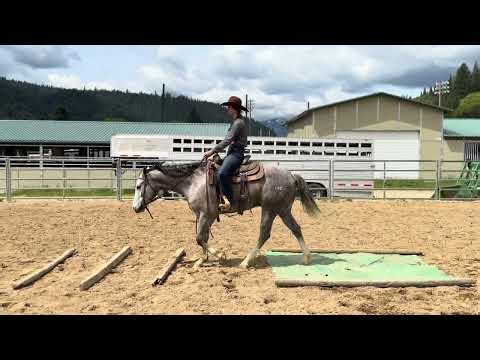 Lot #12 FRC Captain Crunch - Feather River College Production Horse Sale 2026