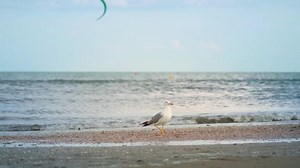 Bird, Seagull, Beach. Free Stock Video