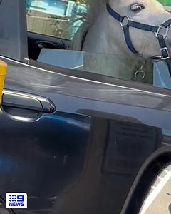 Would you like fries with that Rocco? A horse has been spotted taking a trip through a McDonald's drive-thru on the NSW Central Coast earlier this week. A stunned customer in the neighbouring lane captured Rocco eagerly waiting for his soft serve ice cream in the backseat of his owner's car. #9News | WATCH LIVE 6pm | 9 News