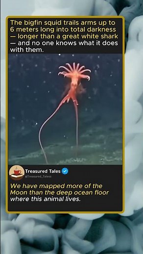 The Bigfin Squid's Arms Reach 6 Meters Down