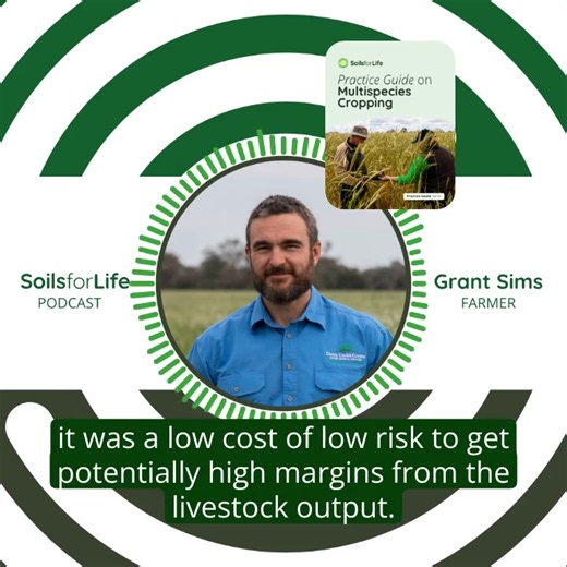 What can happen when you build diversity into a commercial-scale cropping system? In this short Soils for Life podcast, VIC farmer Grant Sims talks about what’s changed since he started using multispecies cover crops: better soils, less reliance on synthetic fertiliser, and a system that works with his livestock instead of against them. Grant Down Under Covers talks through what’s worked, what hasn’t, and what he’s learned from experimenting with diverse seed mixes and biological fertility. 🎧 T