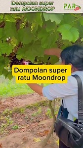 9.1K views · 205 reactions | Dompolan super ratu Moondrop #anggur #reelsfyp #jangkauan | Irfan Hafizhan | Facebook