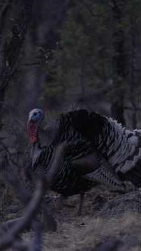 Perfect hunt right off roost! #hunting #wildlife