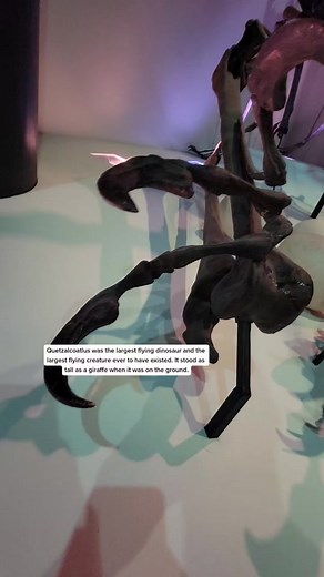 instonefossils on TikTok