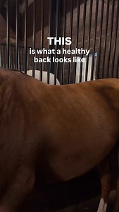 THIS is what a healthy back looks like!!! The back is strong, yet soft and smooth. The horse does not dip away from pressure, flinch, or display conflict behaviors like stepping away or tail swishing. This is the ideal. Not every horse will have the ideal back… but it is important to recognize what a healthy back SHOULD look like. If your horse has a less than ideal back, do you know why? Was it a previous or current issue that caused the back pain/weakness? Is there a diagnosis? Are there thing
