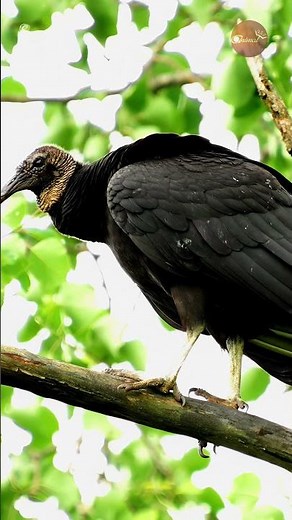 A Black Vulture’s Quick Landing to Avoid Strong Winds