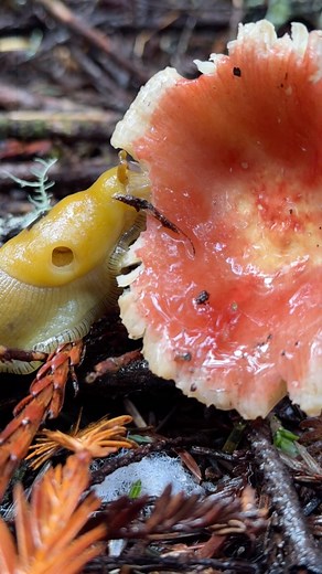 Dr. Fun Guy aka Gordon Walker on Instagram: "It’s Thursday, have some Banana Slug Love 🐌🍌🥰 . Banana slugs are equipped with 4 sensory stalks, 2 eye stalks, and 2 chemical receptor “taste” stalks. They eat using chitinous ribbons of tongue-like scrapers known as radula. The hole in the side of the head is called a pneumostome, it is where they breath and breed. . They glide around on a layer of water loving (hygroscopic) slime that serves not only as their way of getting around but also as a d