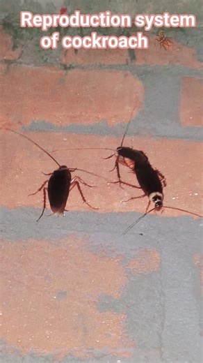 Reproduction system of cockroach 🪳😄