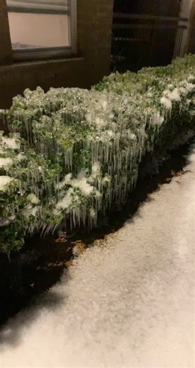 Prevent Ice Formation in Minecraft: Snow Day Bush Melting Guide