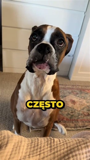 Te Psy Kochają Cię Najbardziej🥺🦮