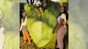 ‘Creature of God’: Massive 50-inch taro leaf found in Hawaii