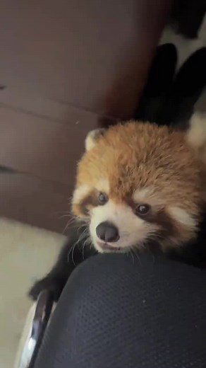 cute redpanda (@cutelesser_panda)’s videos with 原聲 - cute redpanda