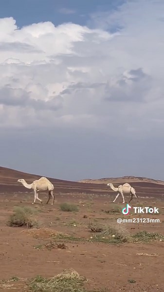 ابو عدنان الروقي على TikTok
