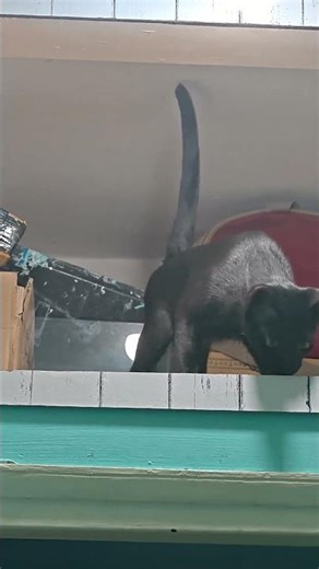 “My Cat Thinks It’s a Python”“Meowsssss 🐍”Caution: Sneaky Snake Cat Spotted”#cat activity # 🙀🪝🐍