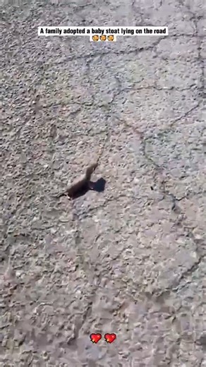 A chance encounter on the roadside led to a heartwarming adoption! Watch as a compassionate girl takes in a lost baby stoat, giving this adorable creature a second chance at life. | We Love All Pitpulls