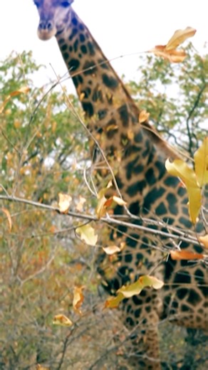 Welcome to Africa! Drew Warden and Paul Pluff touch down in South Africa's Limpopo Valley, where the hunt of a lifetime begins. With rifles dialed in and anticipation running high, the stage is set for an unforgettable week in the wild. Watch our exciting new series, Horns of Africa, here: https://www.petersenshunting.com/onlineexclusive/horns-of-africa/529925 Presented by Ruger and Burris Optics | Petersen's Hunting