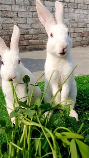 Happy Rabbits Enjoying Their Meal 🥕🐰 | Cute Moments #shorts