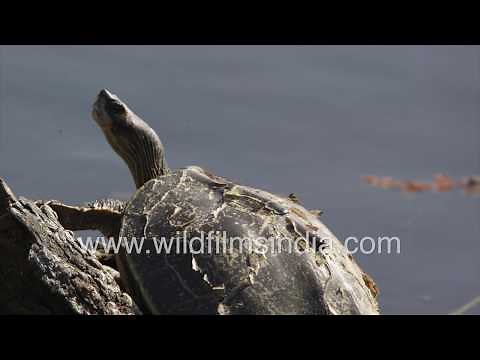 Indian Roofed turtle - Turtle scute shedding