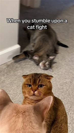#MemeCut #catfight #catsoftiktok #cat #Meme