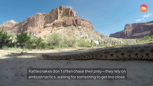 Rattlesnake vs. Mongoose – Who Would Actually Win?