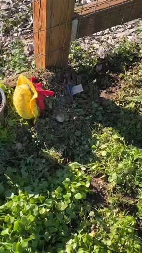 Determination and Execution: A Dog's Journey