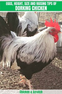Dorking Chicken: Eggs, Height, Size and Raising Tips