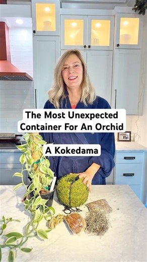 The Most Unexpected Way to Display an Orchid - a Kokedama!