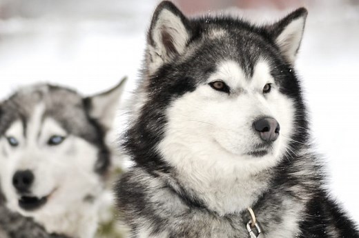25 Dog Breeds That Look Like Huskies (Large & Small) - (Large to Small)