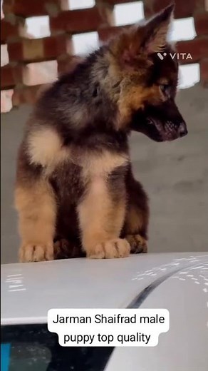 Adorable German shepherd puppy |GSD dog | Meet the CUTEST German Shepherd Puppy Ever