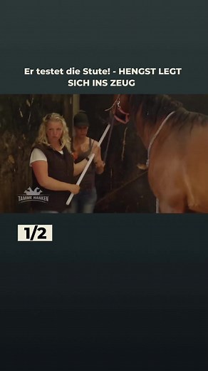 Der Paarungsakt bei Hengsten und Stuten