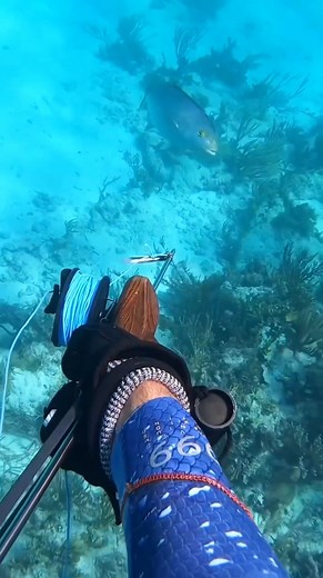 196K views · 5.9K reactions | #spearfishing #diving #reels #underwaterlife #ocean #fishing #fishinglife #freediving #fish | fishingvideo | Facebook