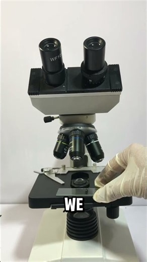 What ant look like under a microscope.