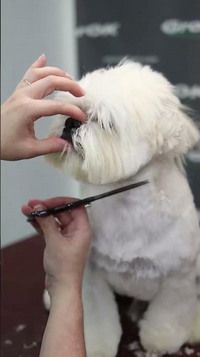 Lhasa Apso Pet or Salon Trim