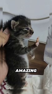This newborn kitten shows off popping and tai chi moves 👏❤ #pets #animals #funny #cat #catreels | Pawgasm