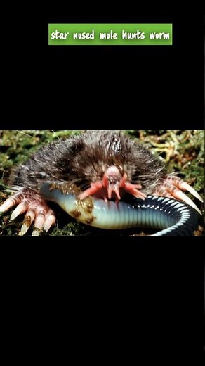 star-nosed mole hunts earthworm.